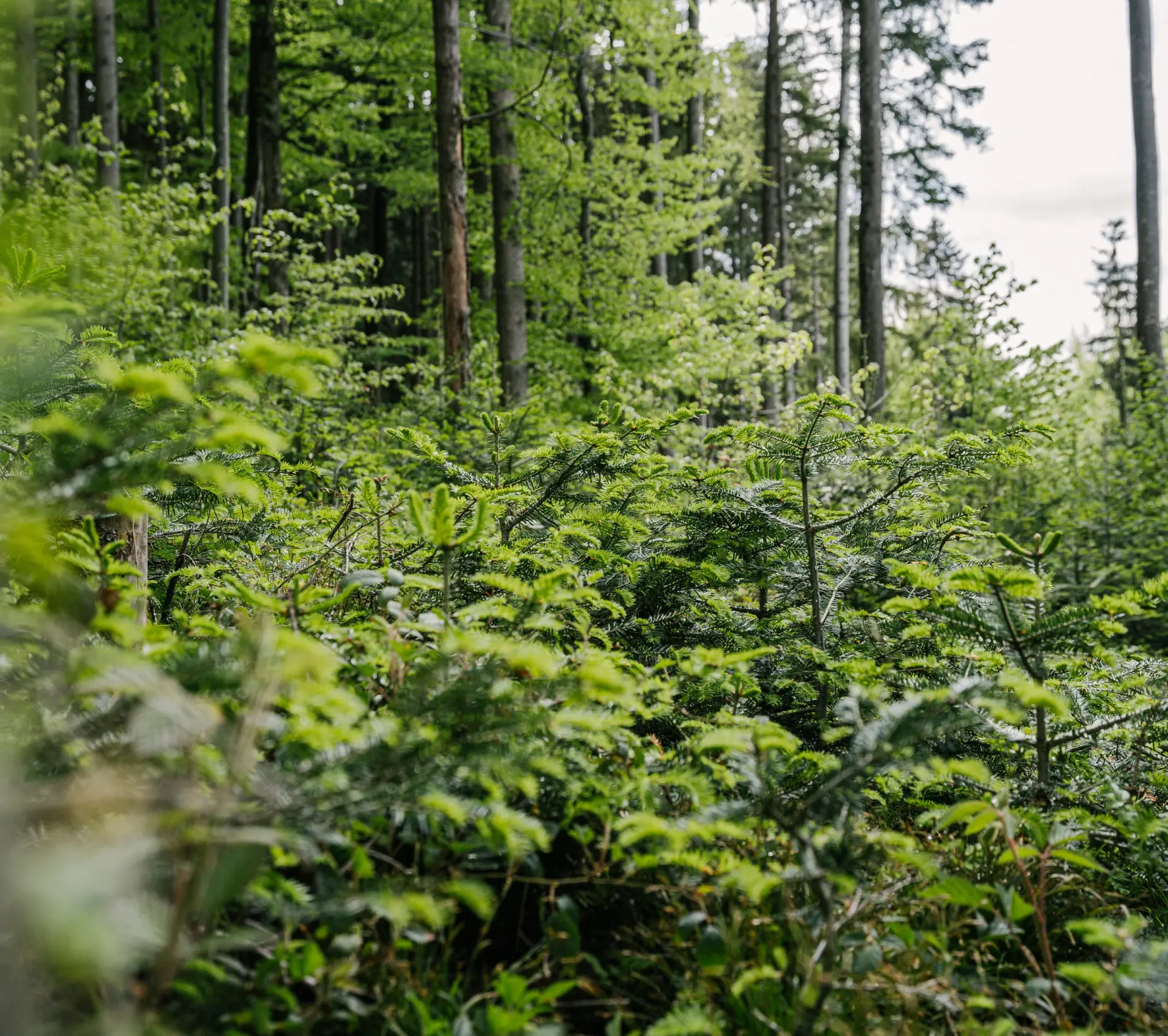 Forest with trees