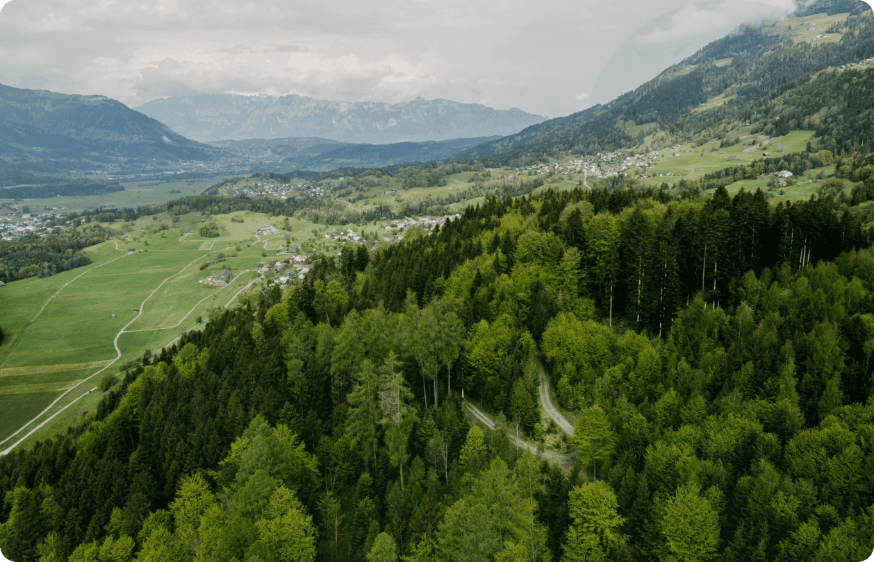 Drohnenaufnahme eines Waldes