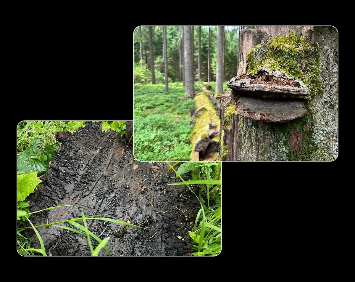 Images of IFM projects