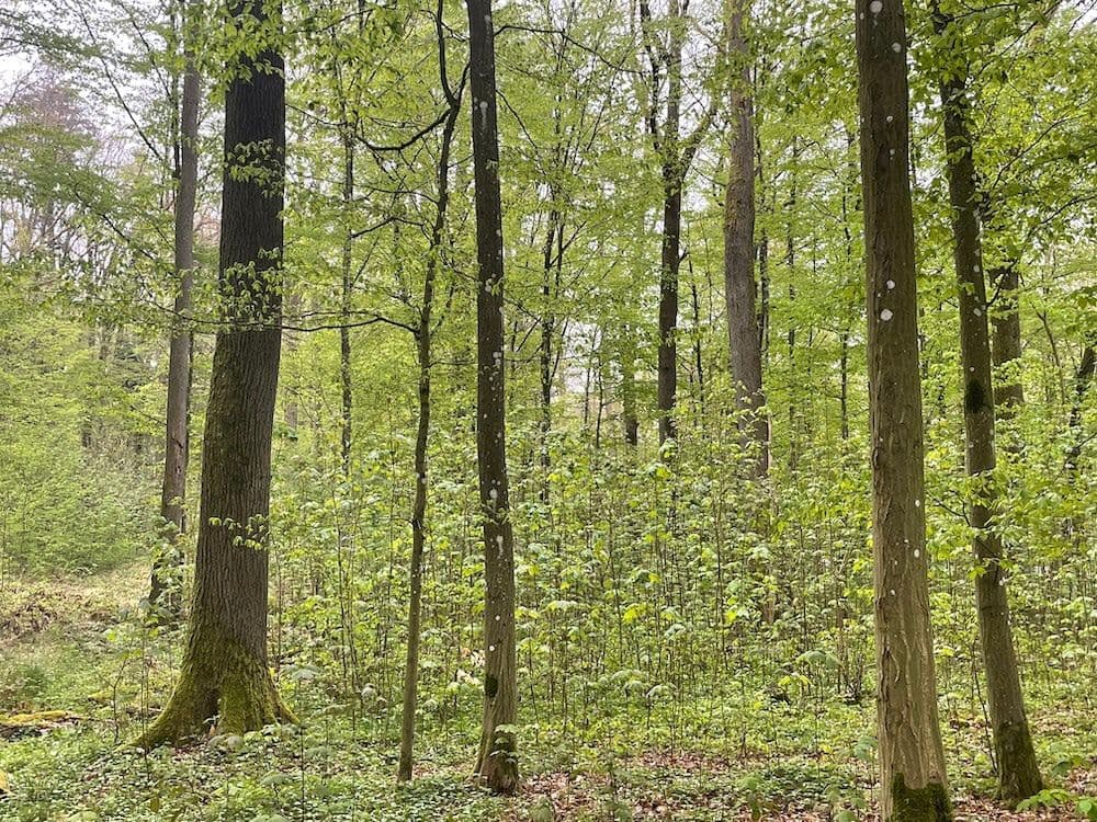 Natural regeneration in the project