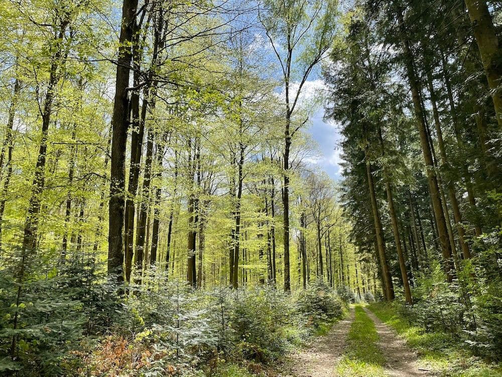 A path in the forest