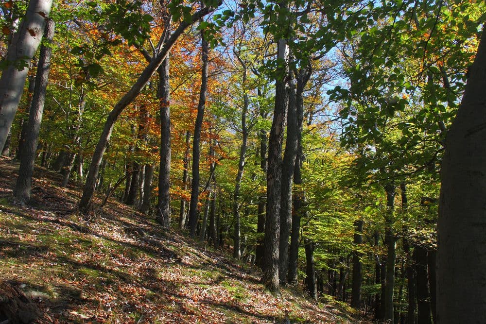 colorful trees