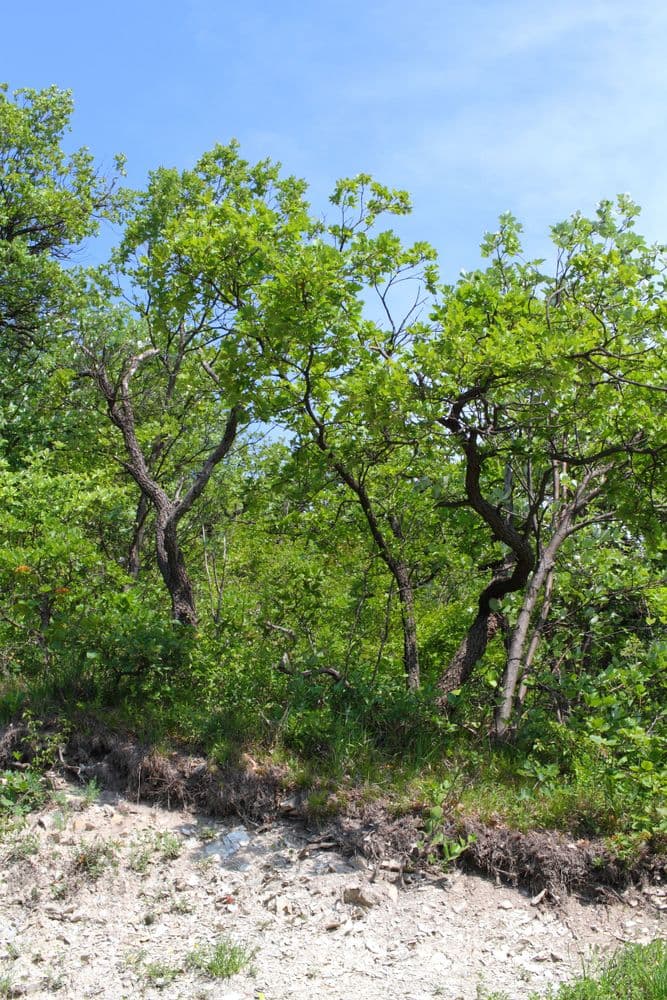 Unique growth forms of trees