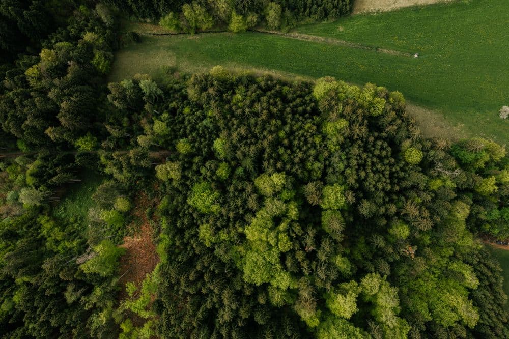 Drone shot over the forest