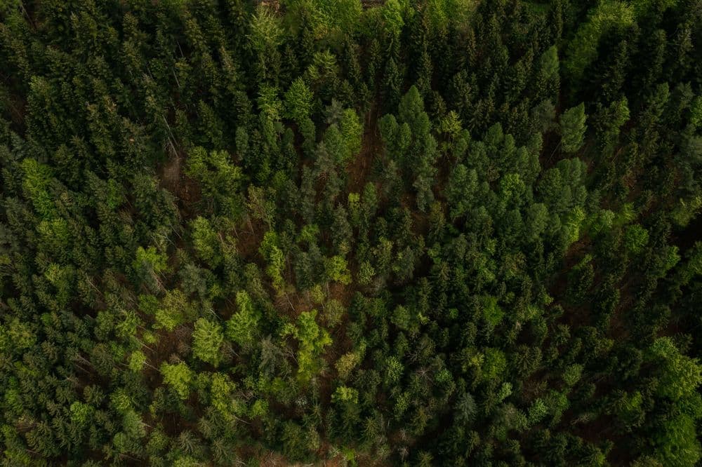 Trees in a forest
