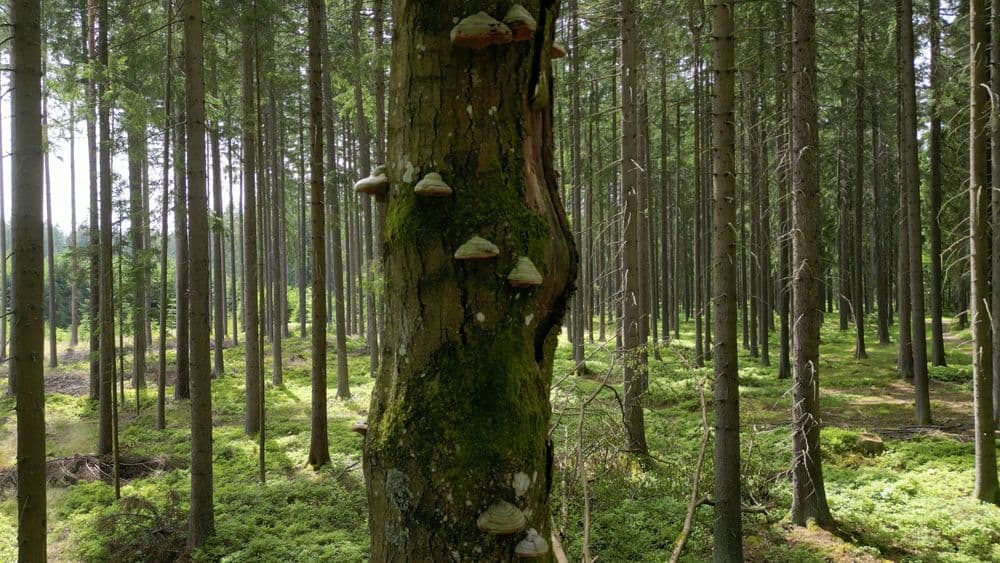 biotopetree-image