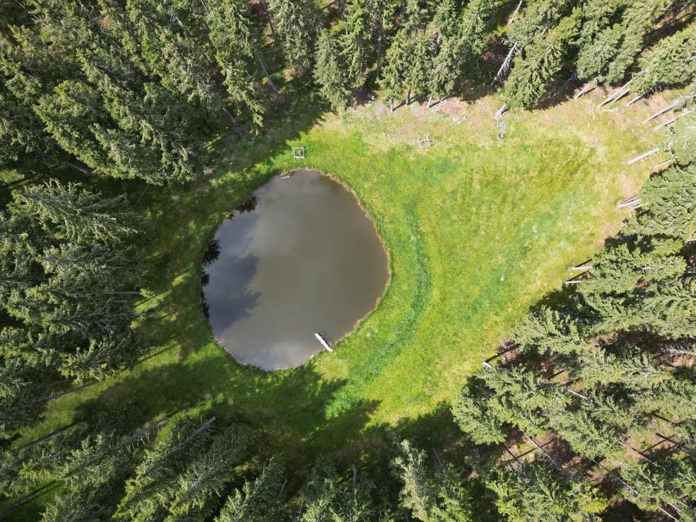 Wetland biotope in the forest