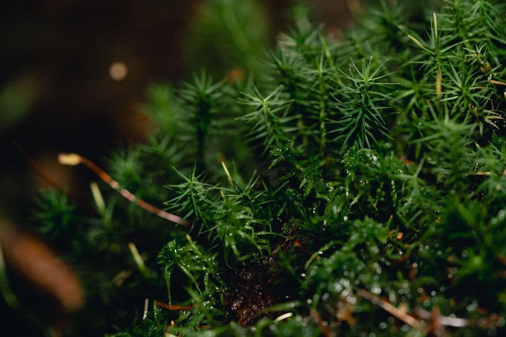 Small Plants in a forest