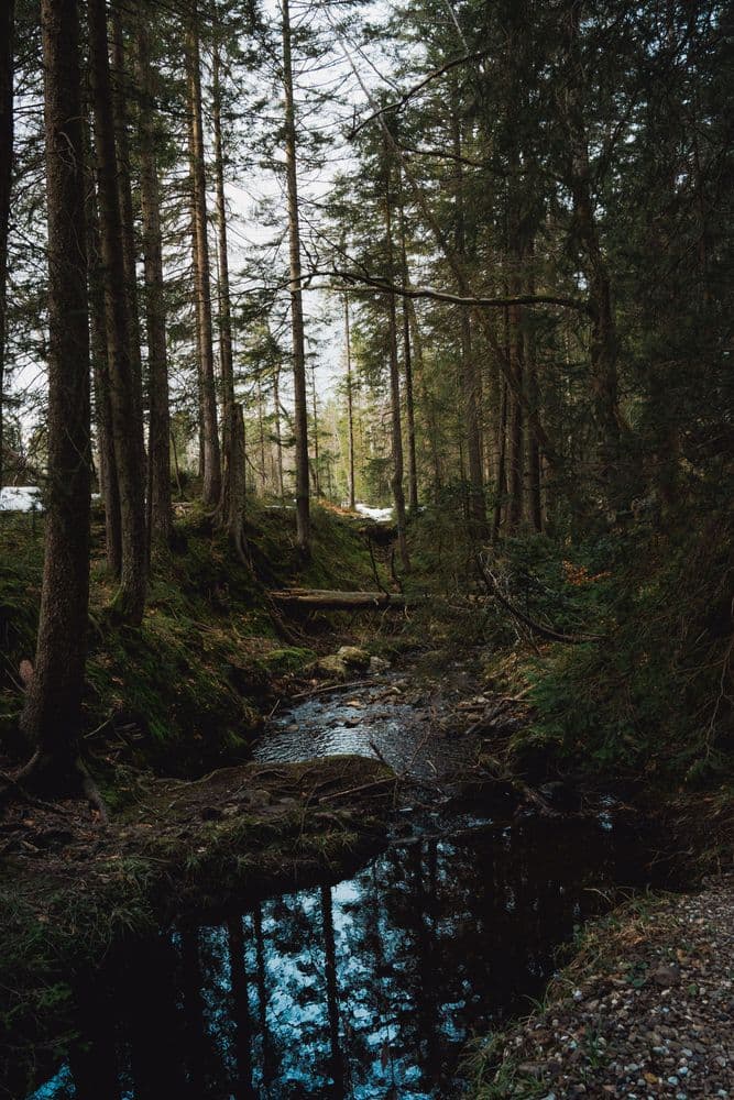 Bild with forest and trees