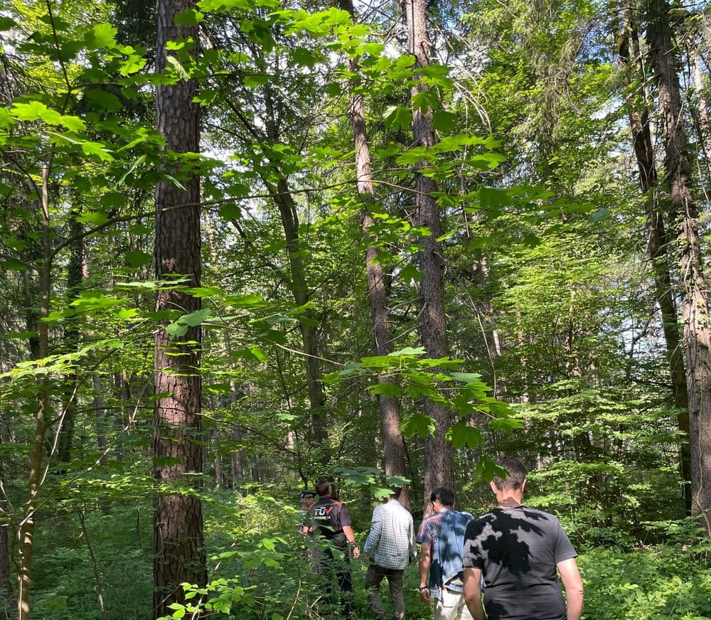 mitten im wald