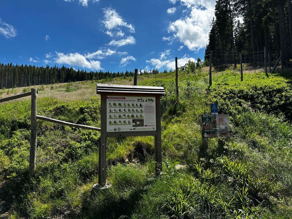 Tree species trial area