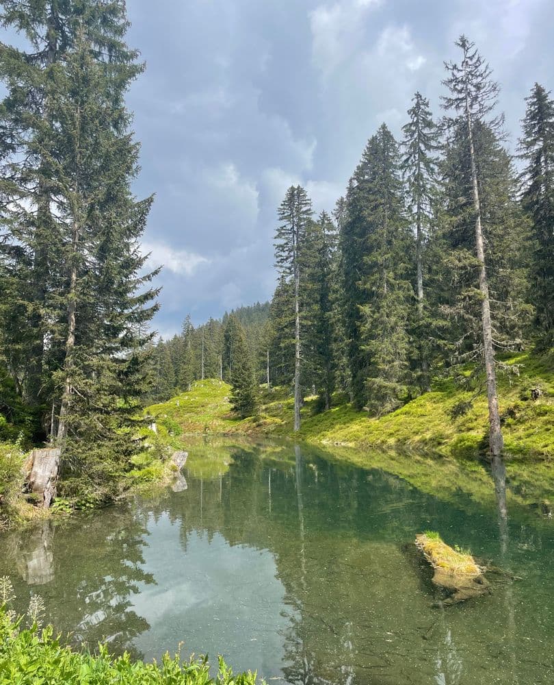 lake in forest