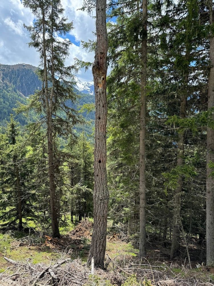 Biotope tree image