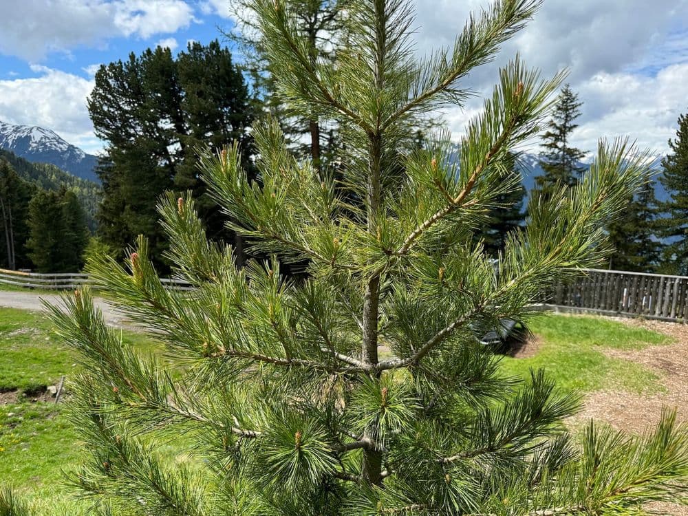 Swiss stone pine picture