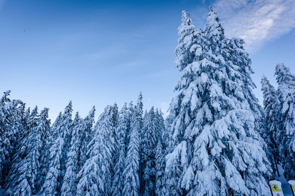 Trees with snow