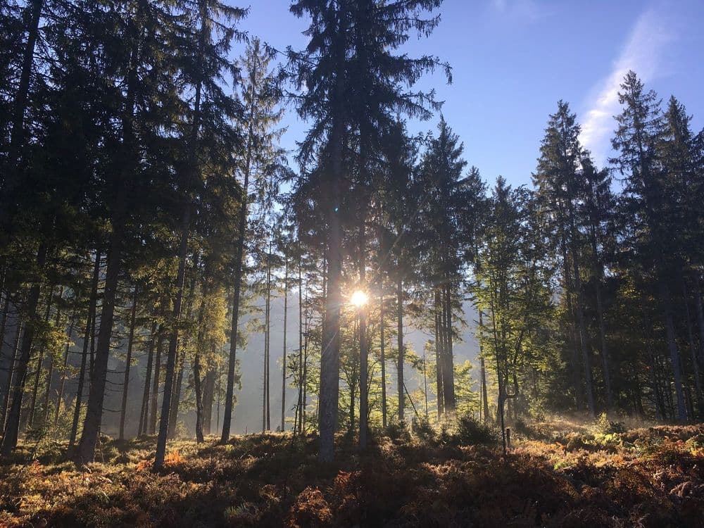 Sunrise-Picture