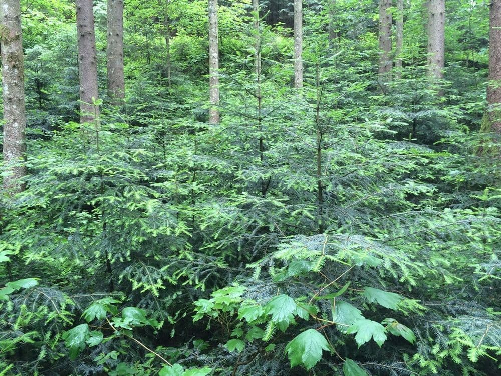 Fir-Picture