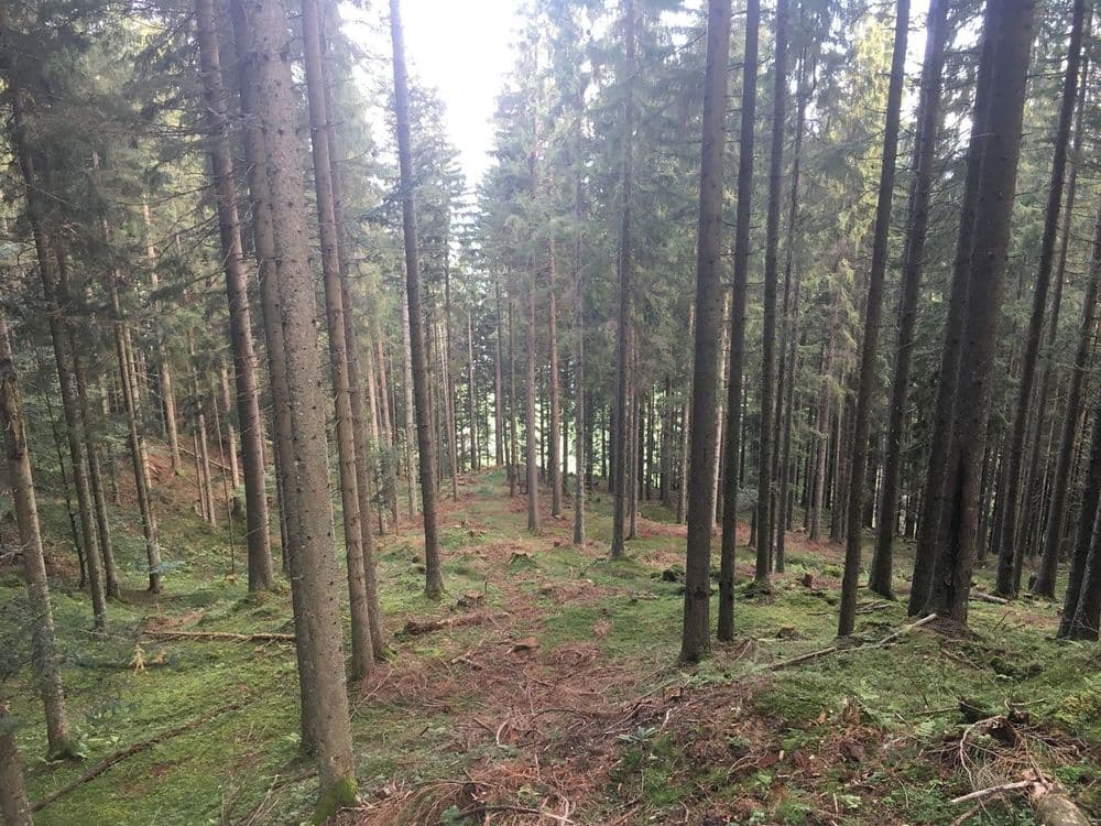 Vorlichtung-Bild