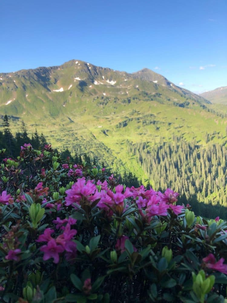 Alpine rose flora