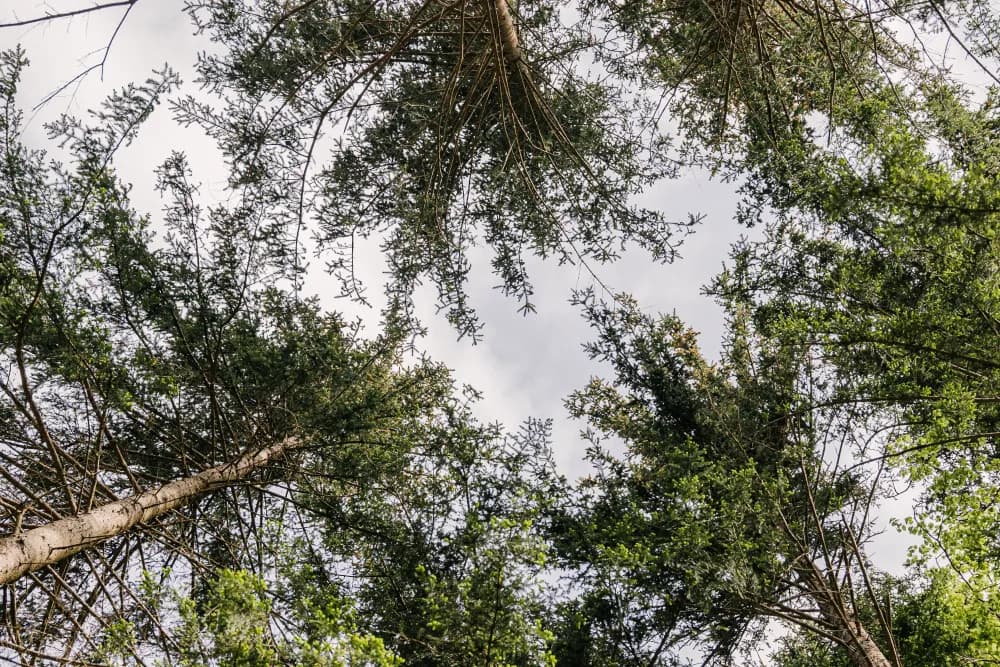 Man looking up at trees and marvelling nature