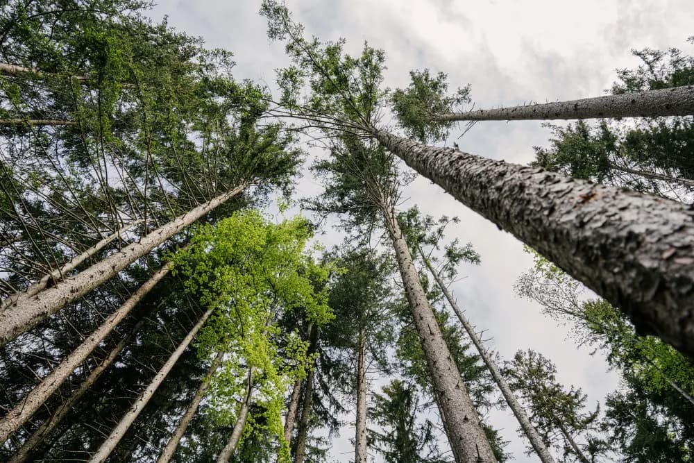 trees in vorarlberg austria