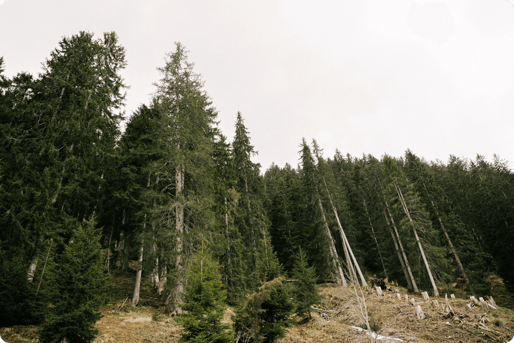 Photo steep forest slope