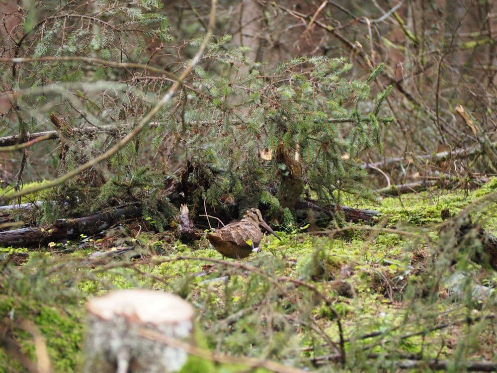 Waldschnepfe