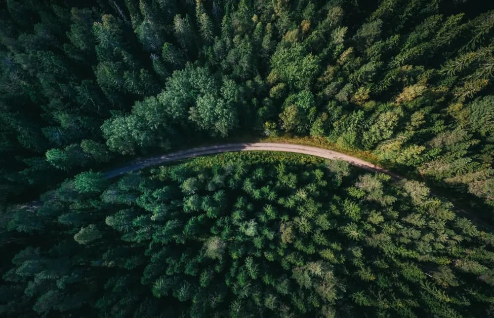 An aerial image of a forest