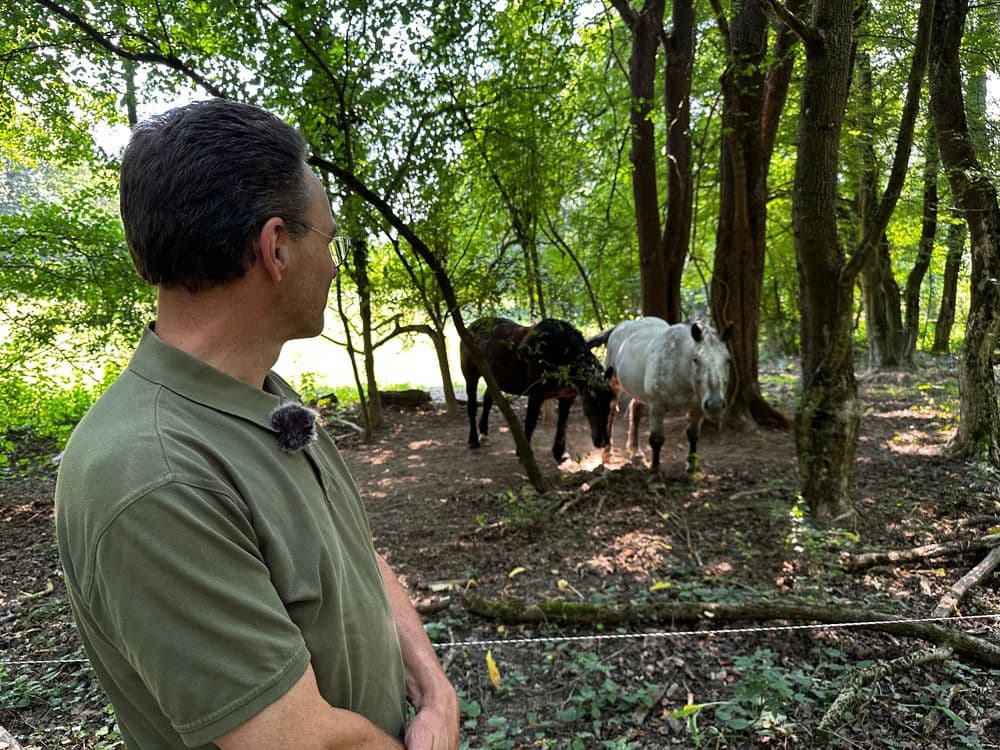 Vienna Forest horses