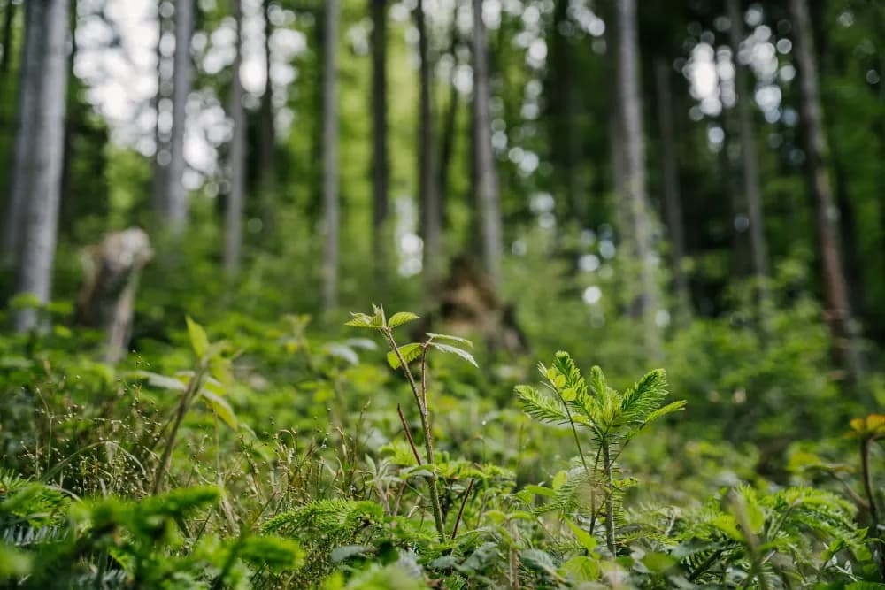 Junge Pflanzen im Wald 