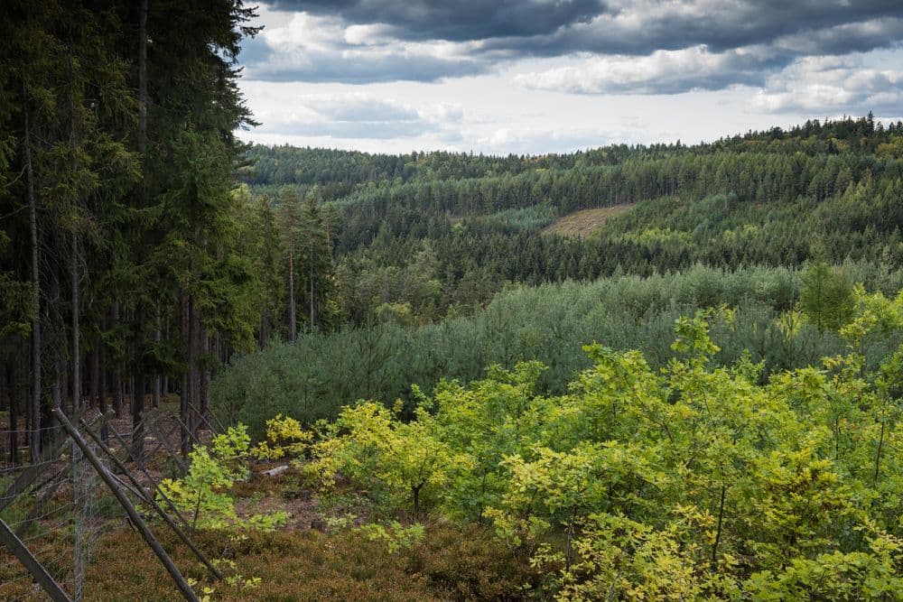 Reforestation picture