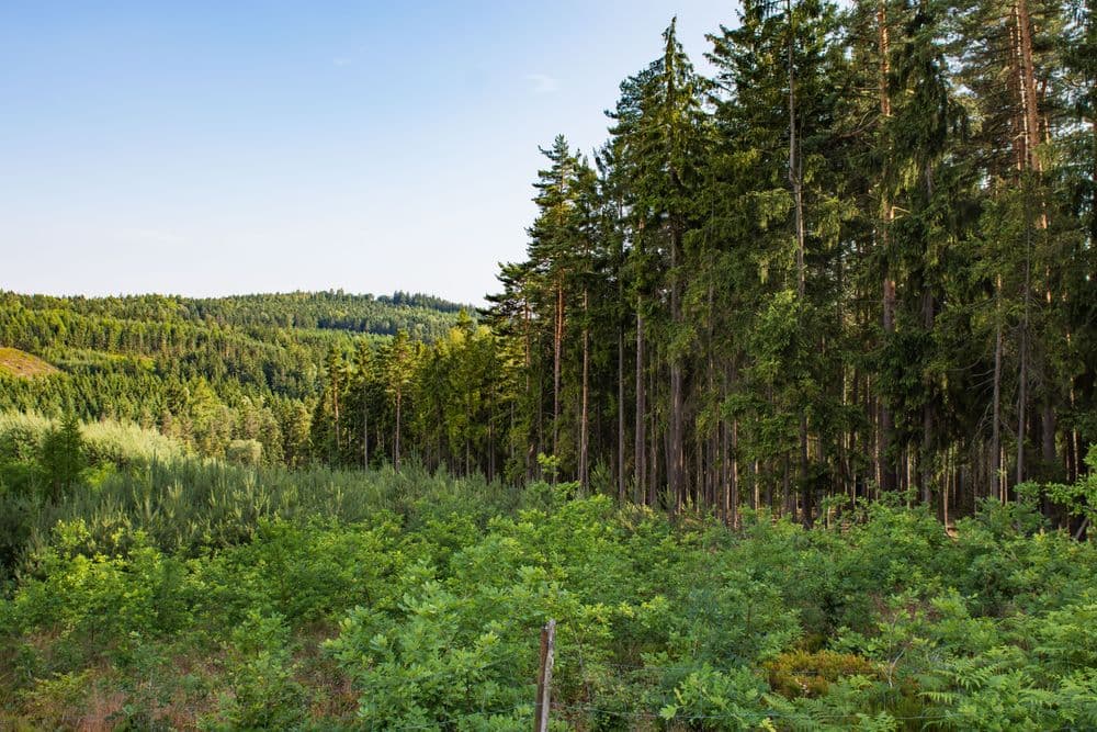 Forest remodelling picture