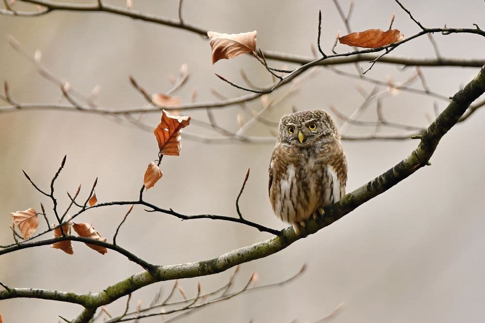 Barred Owl Image
