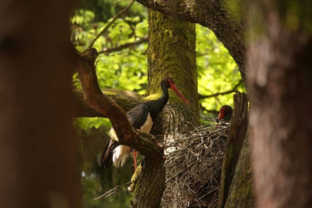 Black stork picture