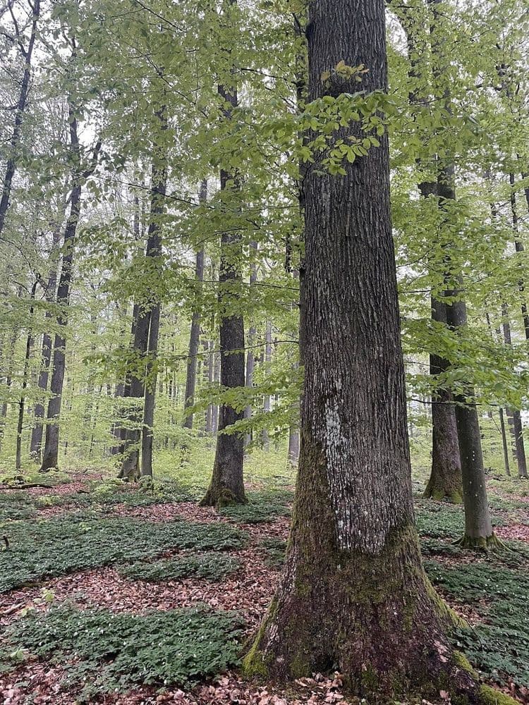 Several trees at varying distances