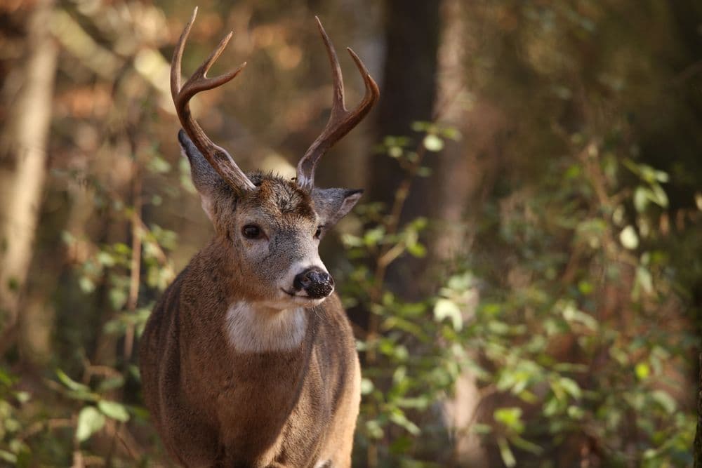White-tailed deer picture