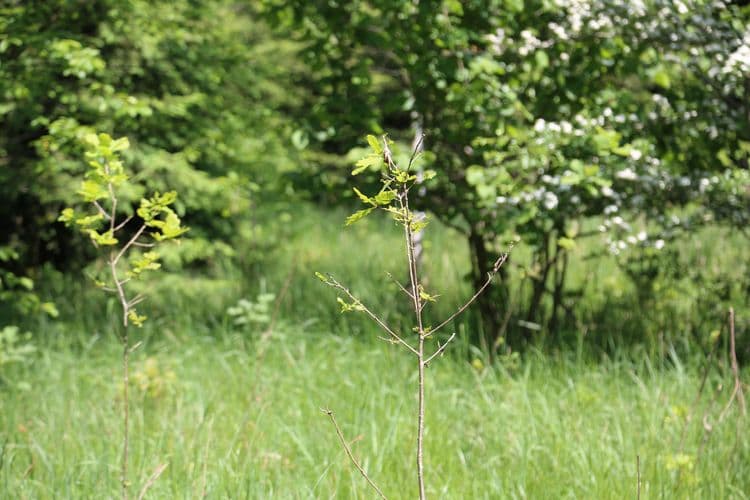 Young tree