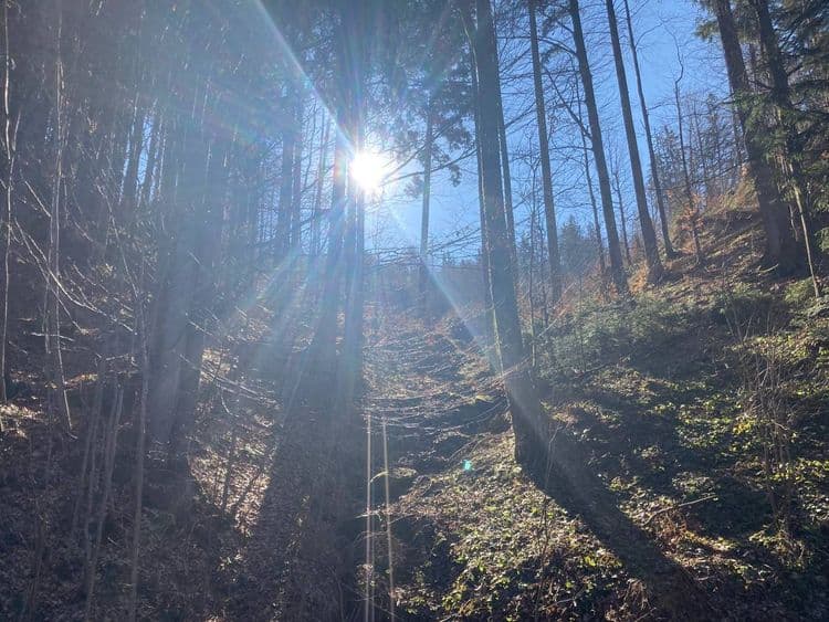 Forest in Dornbirn