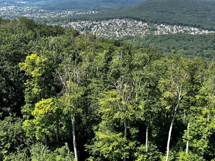 image vienna forest 