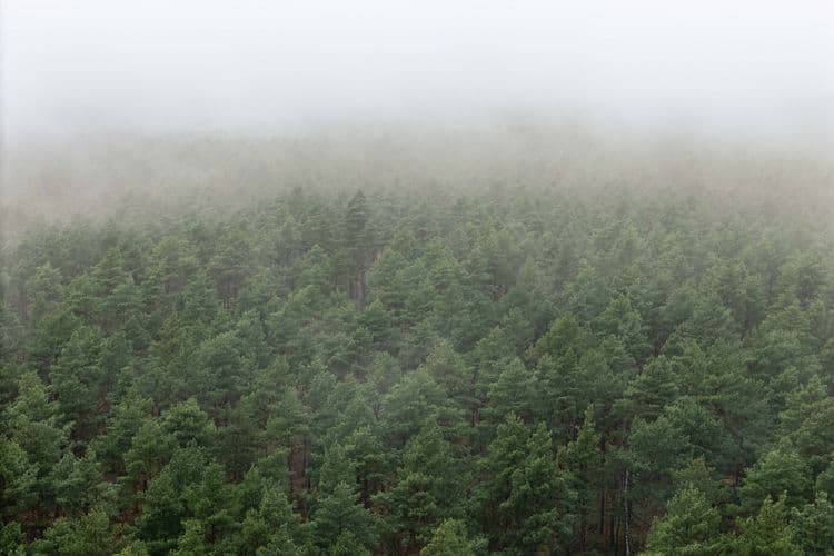 Forest from above
