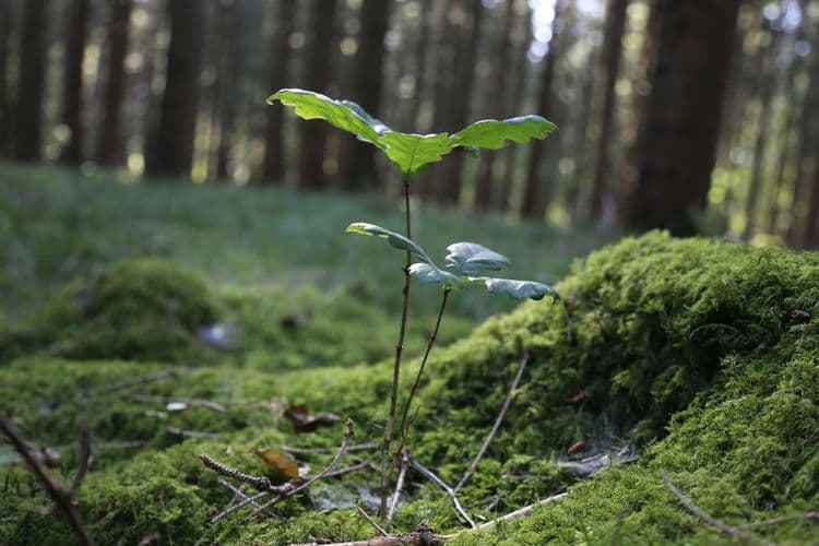 A young tree