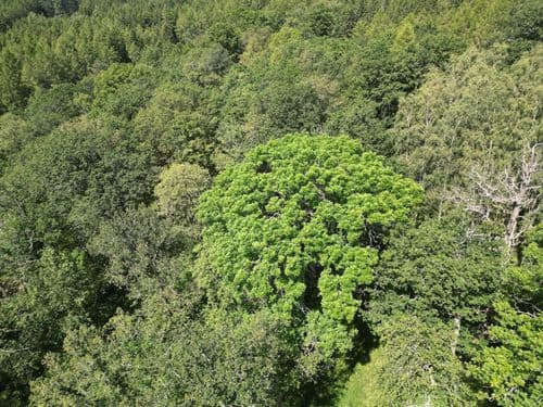 image mixed forest 