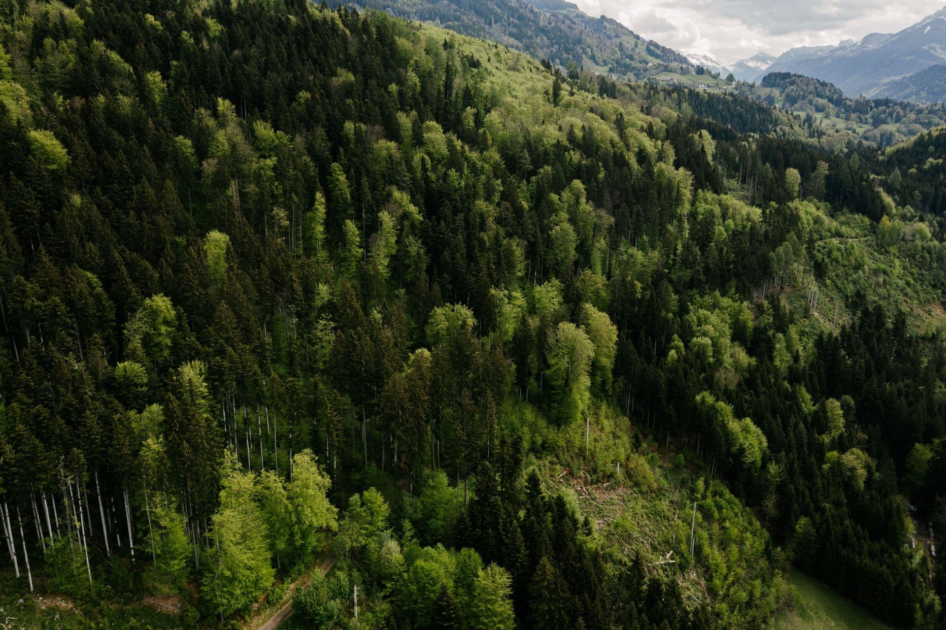 Wald-Bild