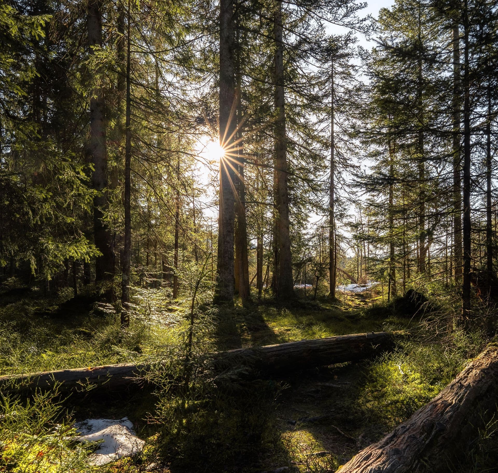 image forest