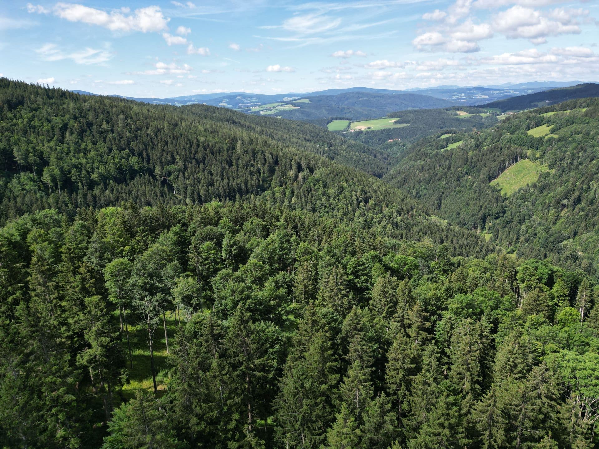 Drone shot forest