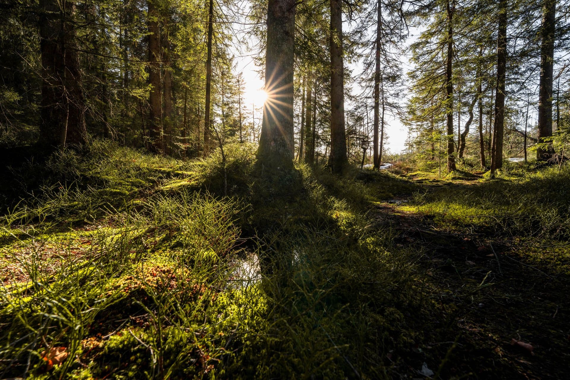 Wald im Sonnenlicht