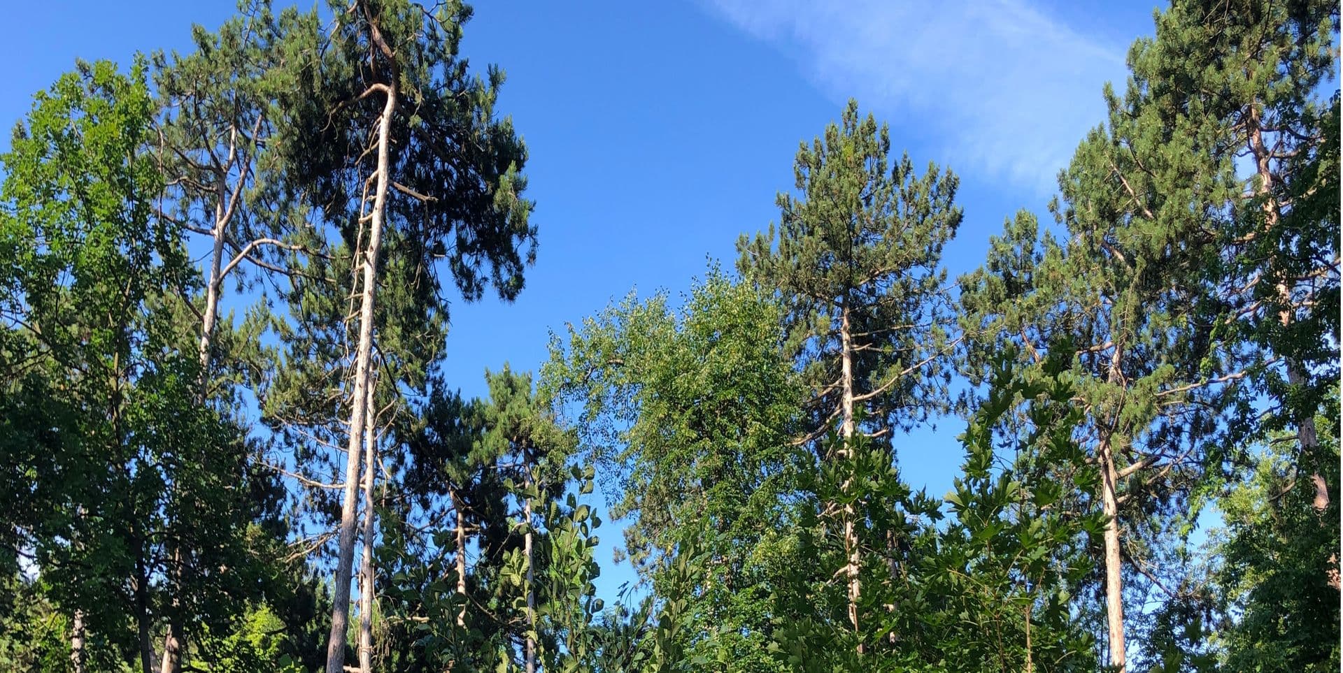 Tree canopy photo