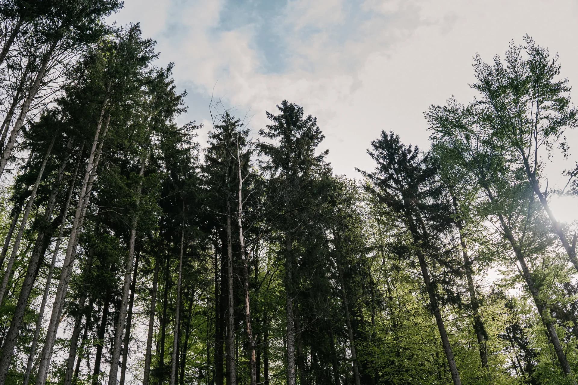 Tree Tops