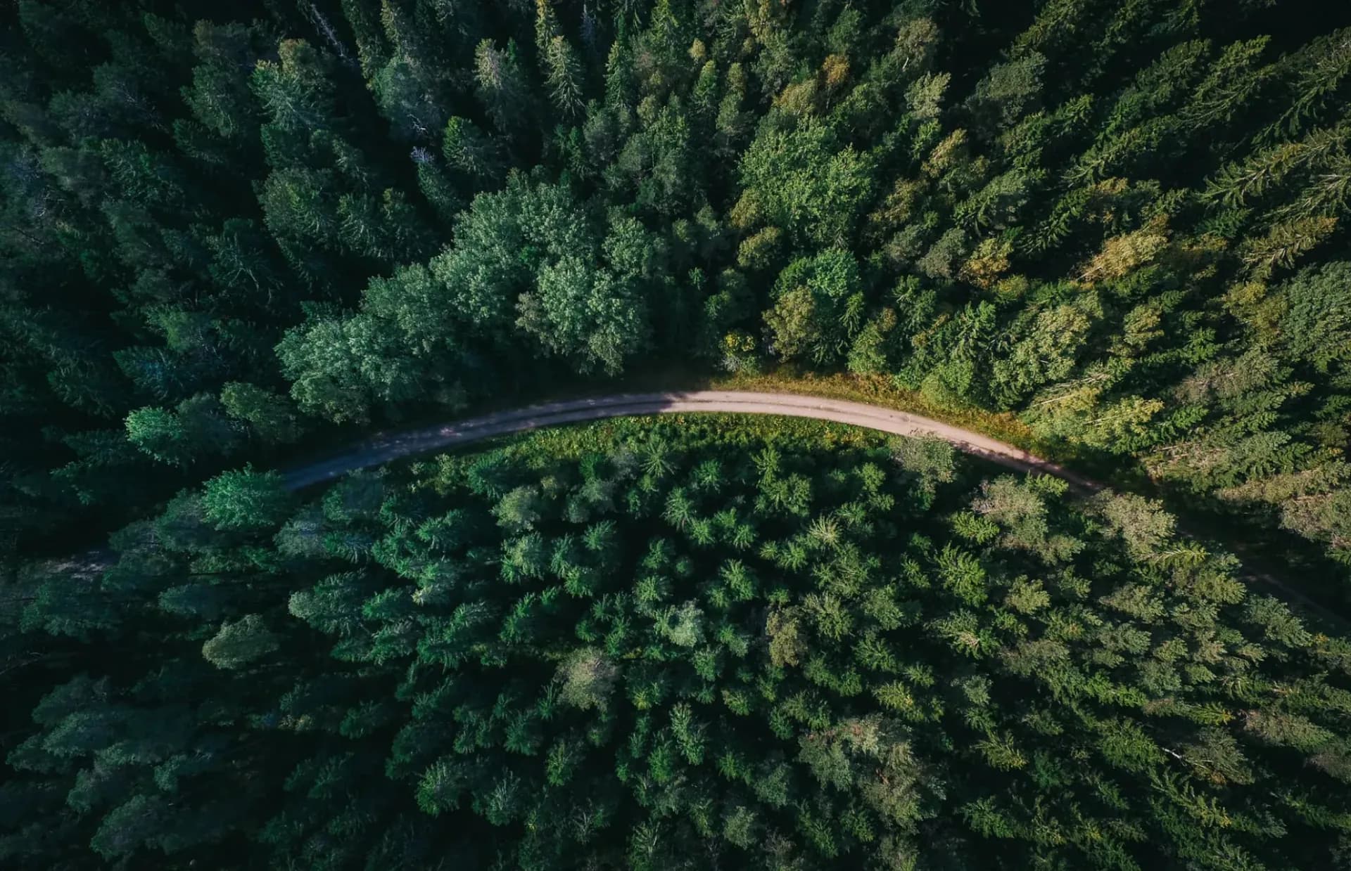 A forest with a path from above