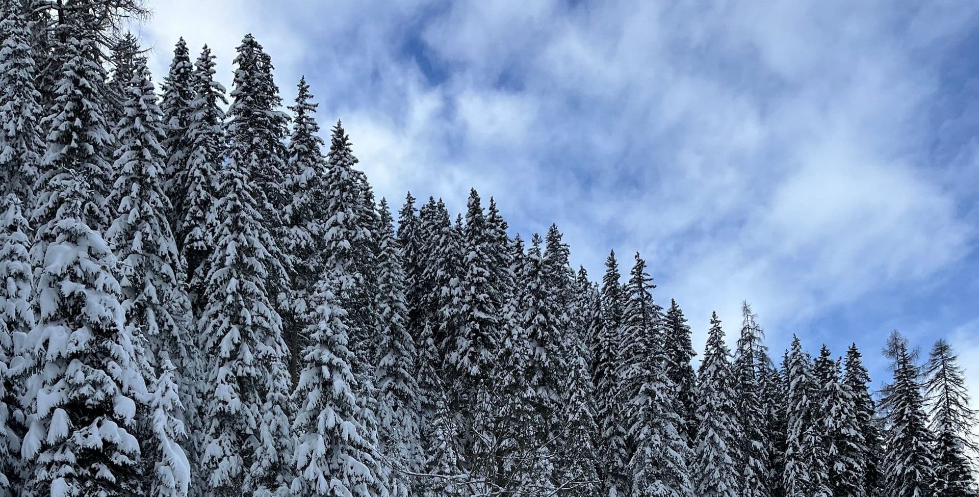 Schnee im Wald